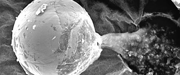 英国科学家通过探空气球在大气平流层中收集到疑似地外生物