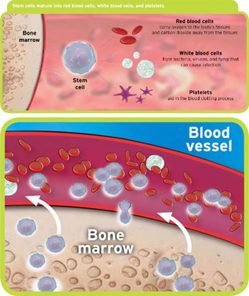 首次活体观察干细胞生成血细胞