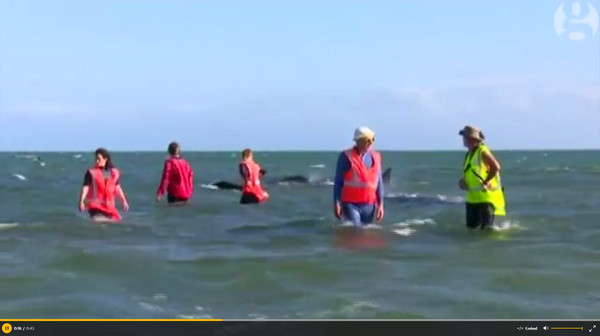 ������Farewell Spit����198ͷ�캽����ǳ�¼�