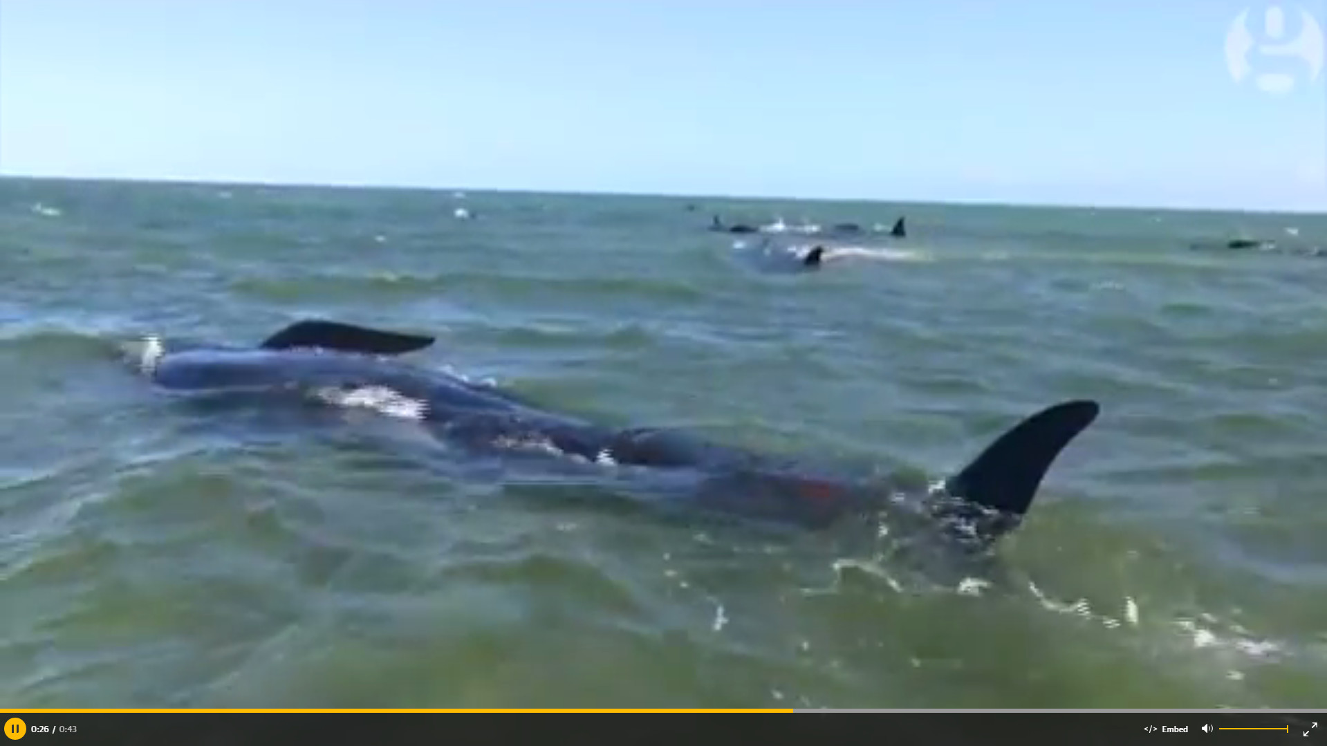 ������Farewell Spit����198ͷ�캽����ǳ�¼�