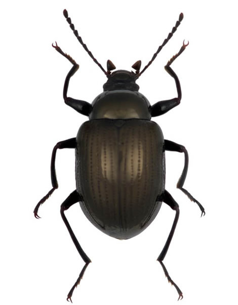 心慧隆背回木虫