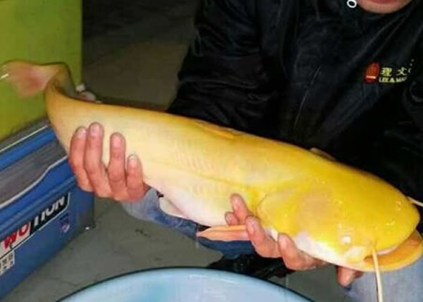 �������ͨ����ɫ�⣬������һ���������졣