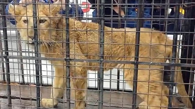 ī����������Ϊ�ſ�ʨ�������