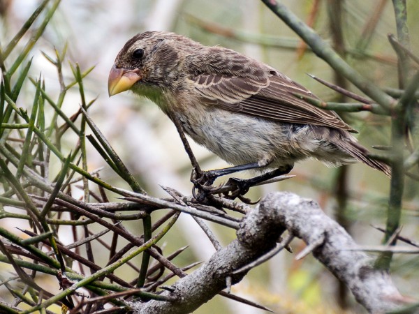 中地雀(Geospiza fortis)