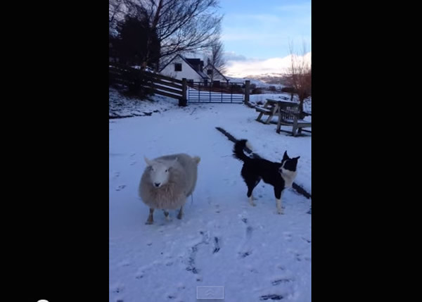 �ո���һֻ������߾�����Ȯһ�𳤴� �������Ƹ���һ��