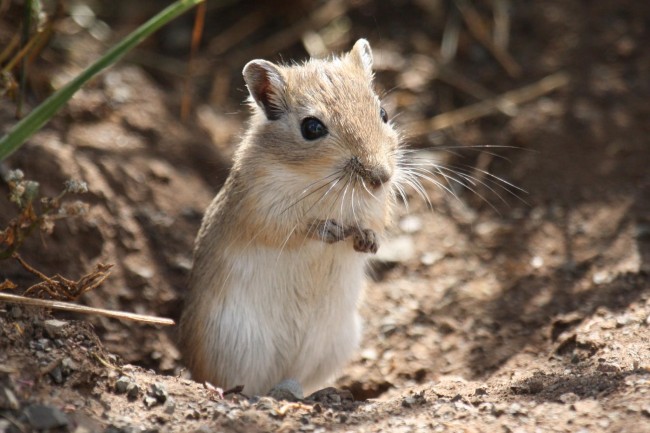 ĲԴ޵Сɳ(gerbils)