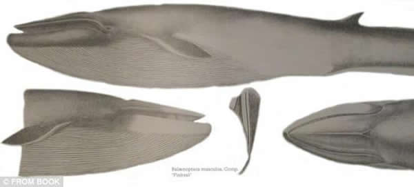 尽管科学家们已经监听这条鲸频率高的异常的52赫兹歌声已有20年之久,但他们从未能知道声音那一头,那条孤独的鲸究竟是什么模样,甚至不能确定它具体的种属,但他们相信