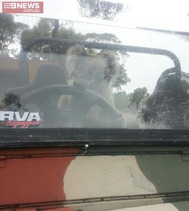 ��ֻ��������������֫���õ����ڷ������ϣ����������ڵع۲������������ꡣ