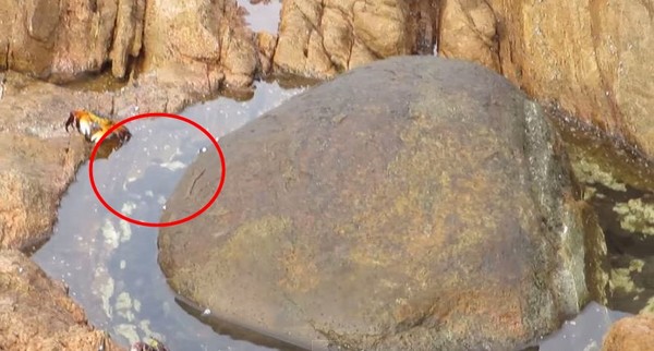 螃蟹向水池靠近被被章鱼1秒拖走