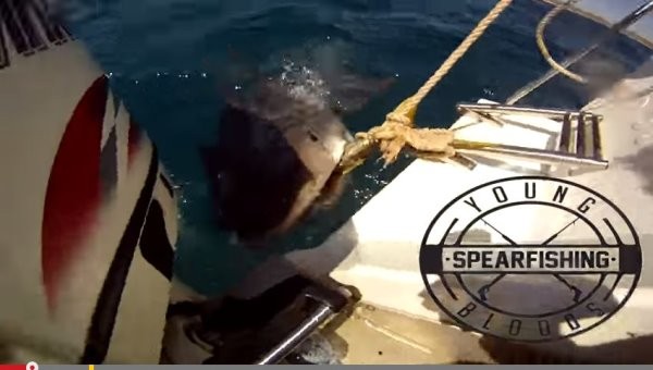 虎鲨怎么样都不肯放过送进嘴里的美食