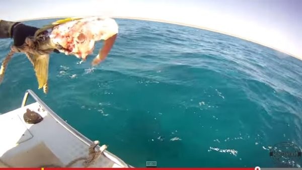 经过一场「激战」,鱼饵最后还是被虎鲨咬掉一大半。