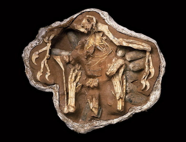 窃蛋龙孵化自己的蛋