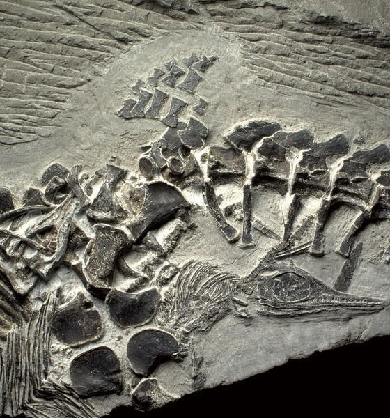 正在分娩之中的雌鱼龙化石