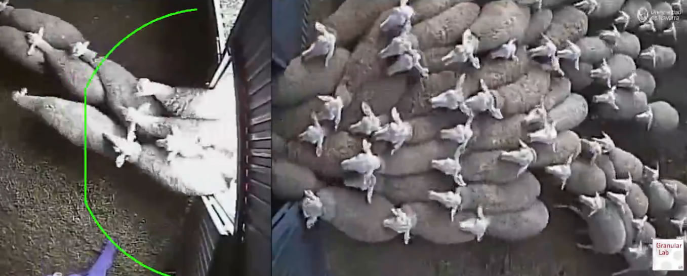 怎么预防绵羊“堵车”