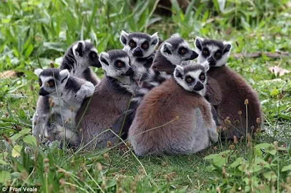 研究显示怀着雄性胎儿的狐猴母亲气味与怀着雌性胎儿的有所不同