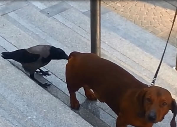 乌鸦突然从后啄狗屁股