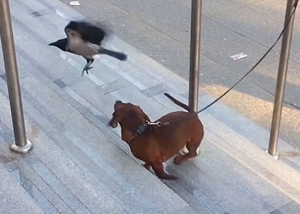 无奈的小狗因被搏着,报仇无门。