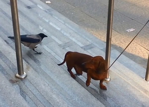 狗狗怒目瞪视乌鸦