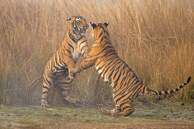 ӡ˹̹ҹ԰ֻһϼϰɱ