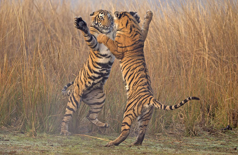 ӡ˹̹ҹ԰ֻһϼϰɱ