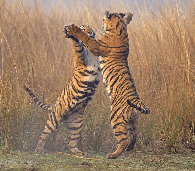 ӡ˹̹ҹ԰ֻһϼϰɱ