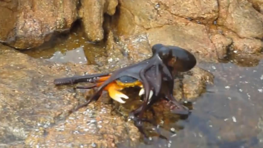 澳洲西部海滩一只浅水章鱼跃出潮潭捉住一只毫无防备的螃蟹