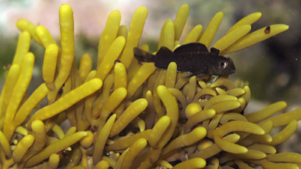 野深水三鳍鳚(学名:Forsterygion lapillum)