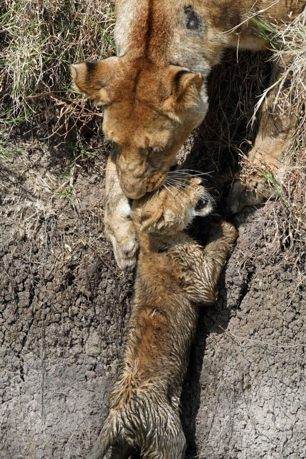 ��������������������ĸʨ�Ӱ���Сʨ�ӹ����ⱻһȺˮţ����