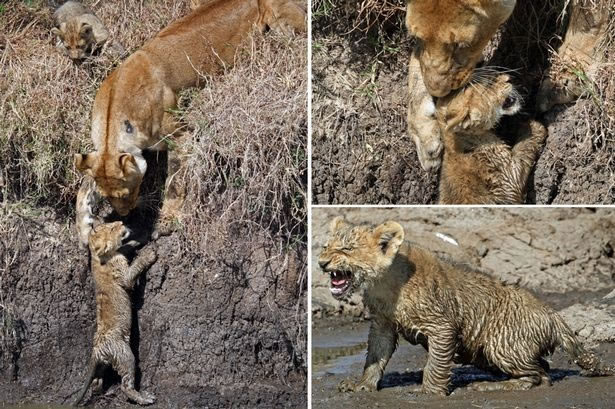 ��������������������ĸʨ�Ӱ���Сʨ�ӹ����ⱻһȺˮţ����