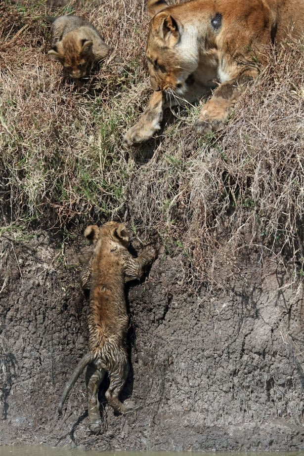 ��������������������ĸʨ�Ӱ���Сʨ�ӹ����ⱻһȺˮţ����