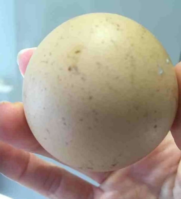 �ü�������ƹ�����Բ