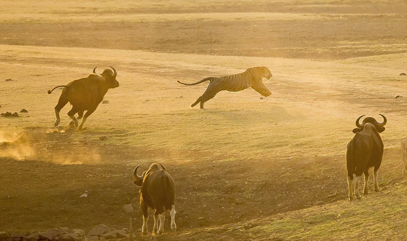 ӡ��Ұţ���� �ϻ��䡰��è��