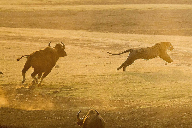 ӡ��Ұţ���� �ϻ��䡰��è��