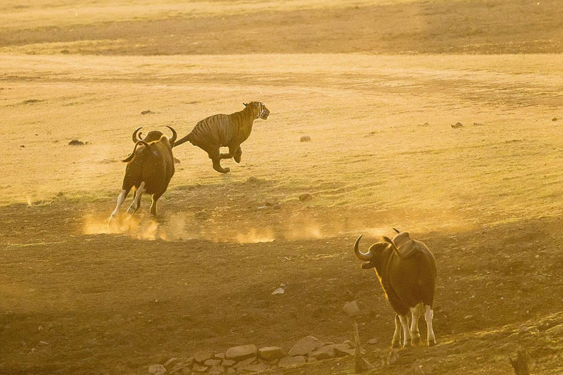 ӡ��Ұţ���� �ϻ��䡰��è��