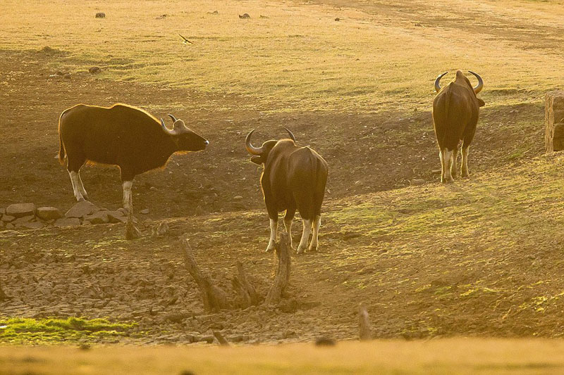 ӡ��Ұţ���� �ϻ��䡰��è��