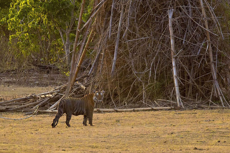 ӡ��Ұţ���� �ϻ��䡰��è��