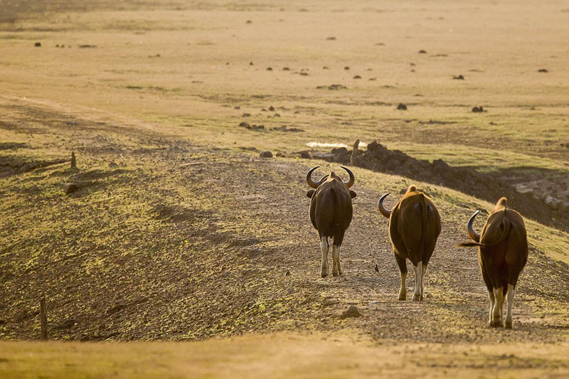 ӡ��Ұţ���� �ϻ��䡰��è��