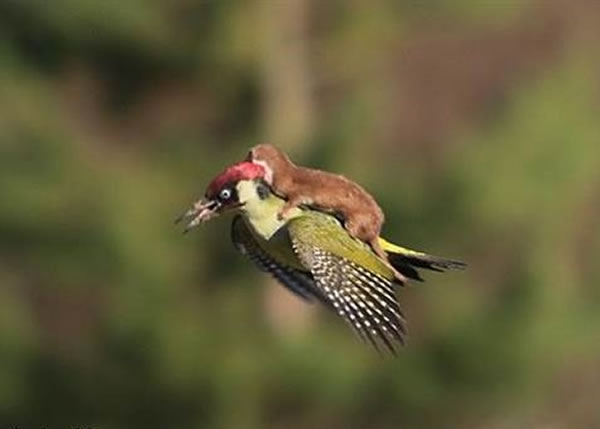 啄木鸟孭着鼬鼠一飞冲天的画面,如像童话故事情节。