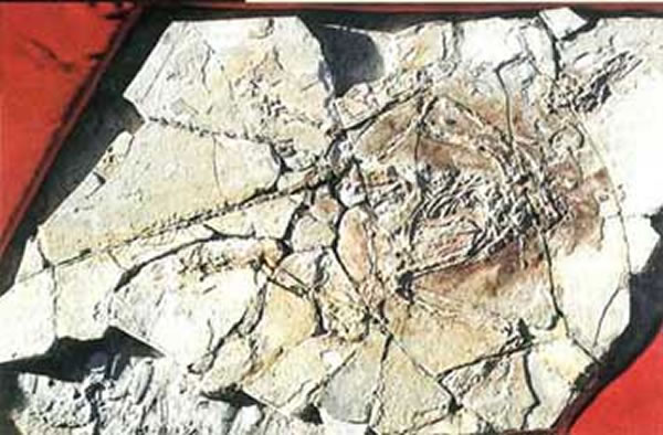 “古盗鸟化石”