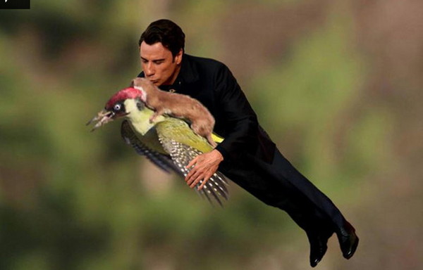 啄木鸟背着鼬鼠飞天Kuso照疯传