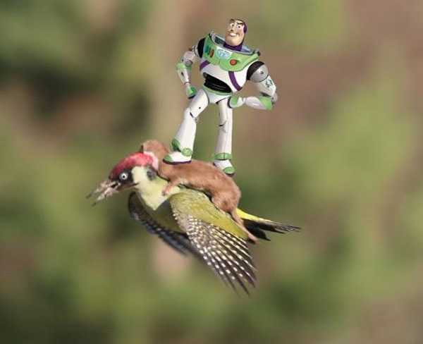 啄木鸟背着鼬鼠飞天Kuso照疯传