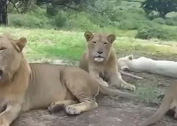 ��ƬŮ�ӵ�һ���˵��Ϸ�һ��Ұ������԰����ʨ��