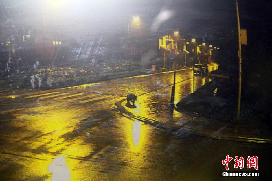 �Ĵ�ʡ�봨��ӳ��������ҹ����Ұ������è�ڽ��ϻ