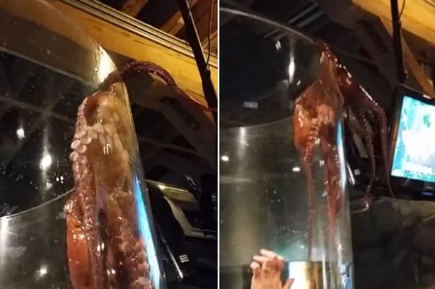 美国华盛顿州西雅图市一只章鱼试图从水族馆的玻璃缸逃出 吓坏游客