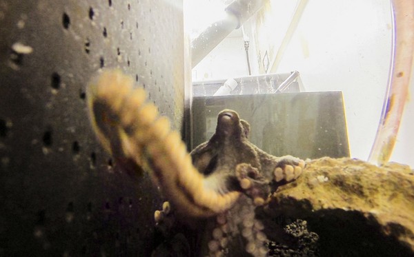 美国实验室章鱼不满被观察 用GoPro反拍摄影师再吞掉