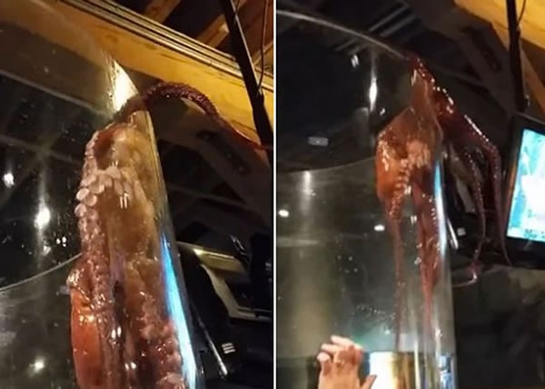 ��צ�㼸�����࣬�ųɹ�������������������⡣