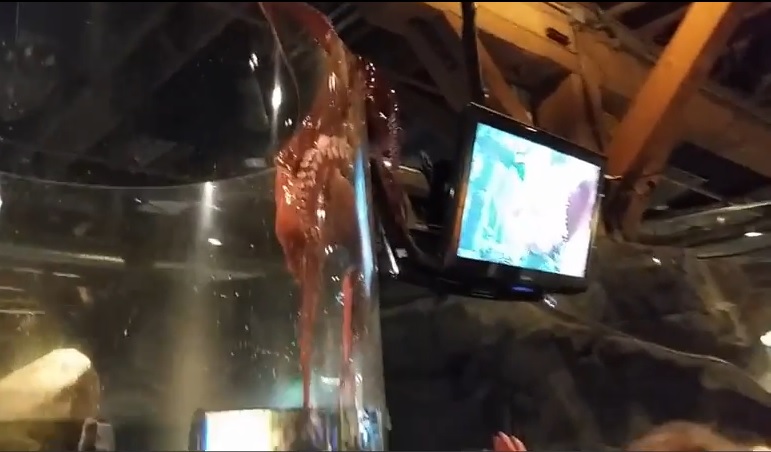 Ŀ�ð�צ������һĻ���ŵ�����ʧ����С�