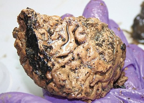 考古学家在有2600年历史的人头骨内,发现“新鲜”人脑。