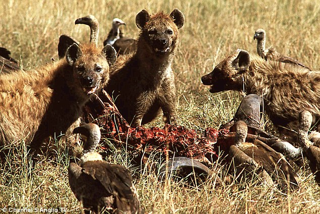 美国古生物学家最新研究显示古人类最初是像鬣狗一样的腐食者