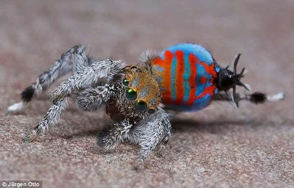 这些蜘蛛个头非常小,长度仅有0.1至0.3英寸(约为3至7毫米)。